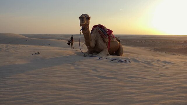 A camel and local guide rest atop white sand dunes on Socotra Island, Yemen, during golden sunset, surrounded by endless desert dunes landscapes shaped by wind and warm evening light. Steady cam POV