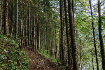 Fototapeta premium Forest hiking trail winding through evergreen woodland in Durmitor National Park, Zabljak, Montenegro. Tall conifer trees create a peaceful atmosphere along the natural mountain path.