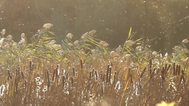 Cattail (Typha latifolia) fluff shedding seeds in wind at riverbank wetland, medium shot, golden backlit glowing bokeh. Serenity and Seasonal Change.