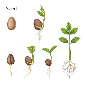 Botanical showing the life cycle of a plant, from a single brown seed to a young green seedling with developed leaves and a complex root system