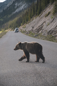 grizzly bear in jasper national park