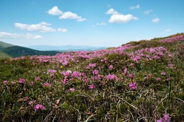 Obraz premium A beautiful horizontal low-angle shot of bright pink rhododendron flowers blooming heavily on a sunny alpine ridge under a bright blue sky with white clouds, perfect for environmental marketing.