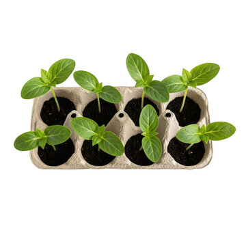Six small green seedlings growing in a recycled cardboard egg carton, isolated against a solid black background, top-down view of young plants in soil