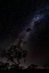 milky way over tree © SWOF.ph