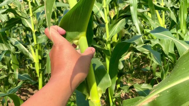 Close-up of human hand touching green corn plant stalk in sunny agricultural field
