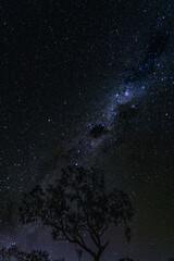 starry night sky over tree © SWOF.ph