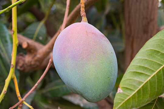 Closeup detail of ripening hybrid pusa arunima mango fruit hanging on tree in tropical environment