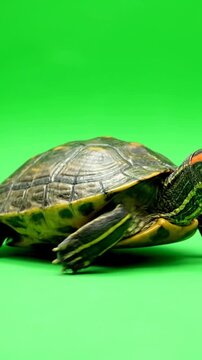 Red Eared Slider Turtle Walking Against Green Screen Background