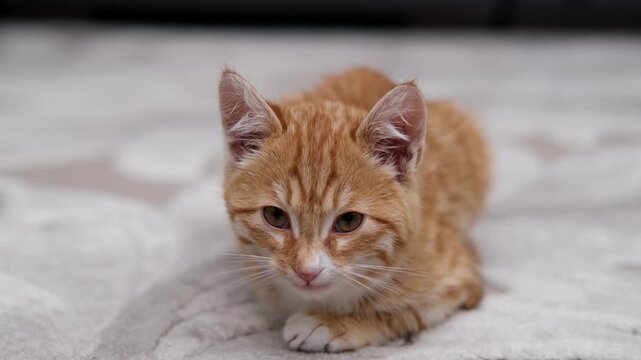 Red maine coon cat playing with mouse toy at the floor indoors.