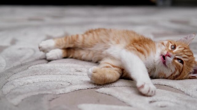 Red maine coon cat playing with mouse toy at the floor indoors.