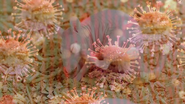Double exposure overlaying 3D coronavirus models onto a hairless rat eating. Depicts zoonotic diseases, virus mutation, animal testing, and infectious disease transmission.