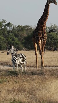  Vertical video, Giraffes, zebras, and blue wildebeest watching the predator