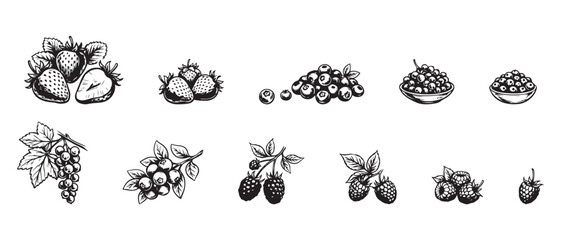 Hand drawn vintage berry fruit strawberry blueberry raspberry sketch line art vector set © soesanto