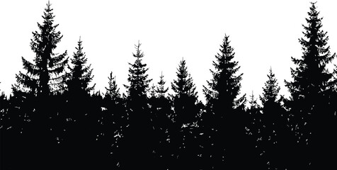 Silhouettes of tall pine trees against a bright sky forest © SUMAIA