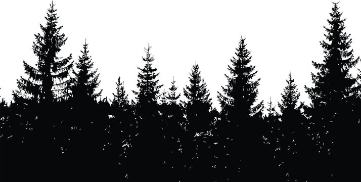 Silhouettes of tall pine trees against a bright sky forest