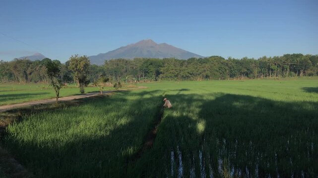 Lush Green Rice Field with Farmer and Mount Merbabu and Mount Merapi in Rural Indonesia