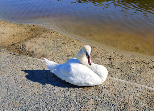White swan at water at blue lake