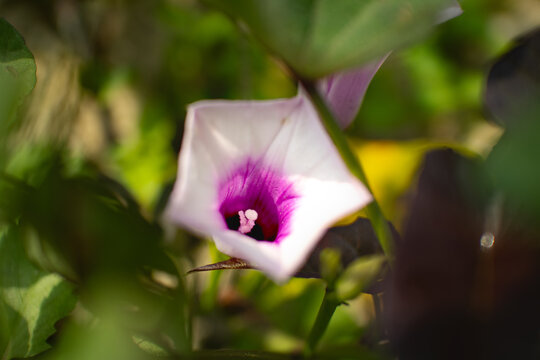 Cassava flowers (Ipomoea batatas) have a trumpet-like shape with purplish white petals at the edges and a dark purple center.