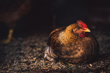 A beautiful young red hen in the chicken coop, close-up, looking at the camera. Natural conditions, dark background. © Kateryna
