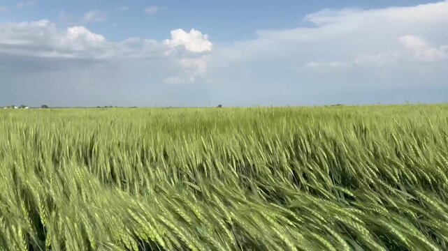 Green Wheat Blowing in the Wind after a Storm Passed By