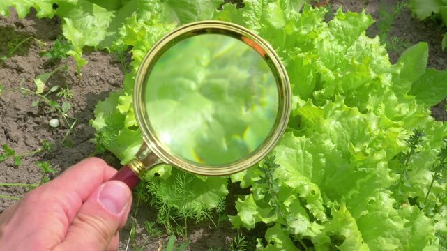 A hand conducting a detailed plant inspection with a magnifying glass, examining vegetable leaves in a garden setting in 4K slow motion 60fps