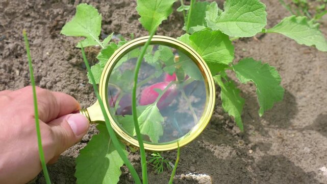 A hand conducting a detailed plant inspection with a magnifying glass, examining vegetable leaves in a garden setting in 4K slow motion 60fps