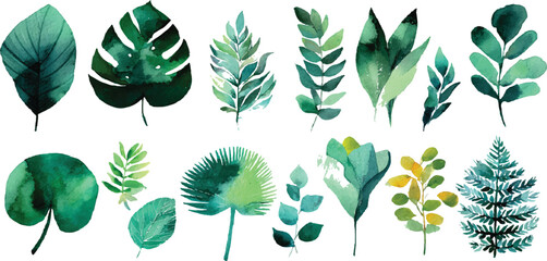 Set of green leaves  green leaves collection with palm banana monstera and fern botanical vector illustration set © BLACK MAN