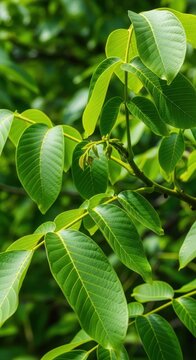 Detailed close-up of lush green walnut leaves on a branch, showcasing organic texture and natural patterns under bright summer daylight, canopy, specimen, plant