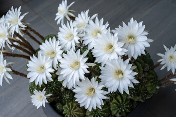 Obraz premium Close up of Echinopsis subdenudata cactus with white flowers blooming. Echinopsis cactus they are fairly easy to grow and are extremely well adapted to drought.