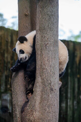 Giant panda in Chengdu China at the research base © Michael