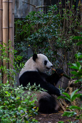 Giant panda in Chengdu China at the research base © Michael