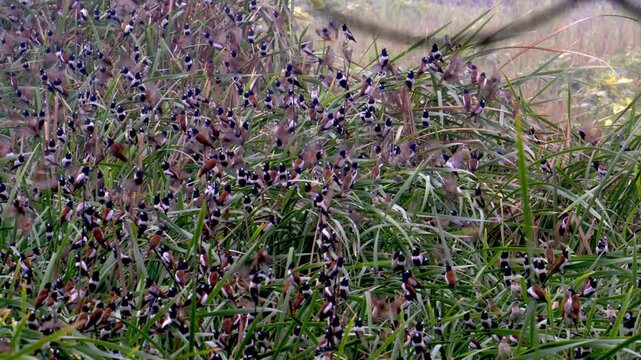 Massive Flock of Tricolored Munia Birds Exploding Into Flight in Wetlands - 4K