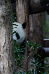 Giant panda in Chengdu China at the research base © Michael