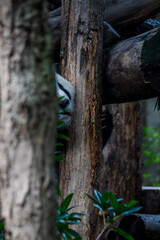 Giant panda in Chengdu China at the research base © Michael