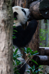 Giant panda in Chengdu China at the research base © Michael