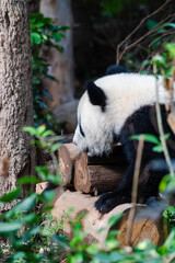 Giant panda in Chengdu China at the research base © Michael