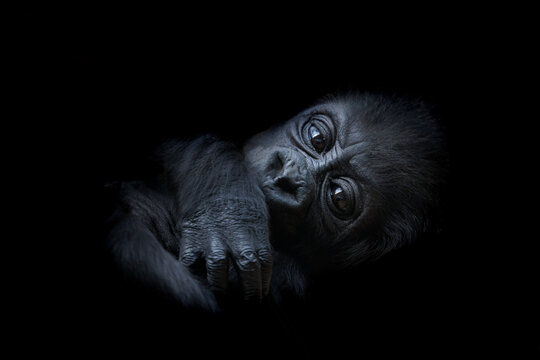 Baby Western lowland gorilla, close up of the face and hands, isolated on a black background. This infant is approximately 2 to 3 months old.