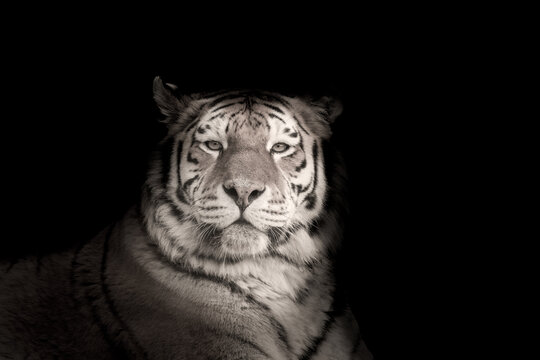 A SiberianTiger, Panthera tigris altaica. A portrait in sepia tones over a black background. An endangered species in the wild.