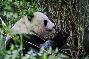 Giant panda in Chengdu China at the research base © Michael