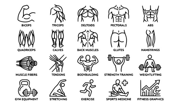 Human body muscle groups and fitness icons