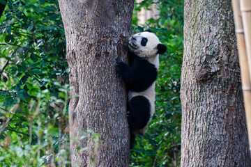 Giant panda in Chengdu China at the research base © Michael