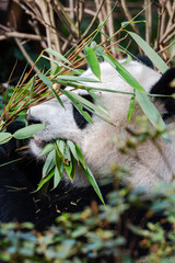 Giant panda in Chengdu China at the research base © Michael