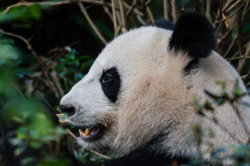 Giant panda in Chengdu China at the research base © Michael