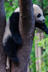 Giant panda in Chengdu China at the research base © Michael