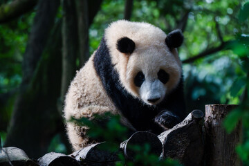 Giant panda in Chengdu China at the research base © Michael