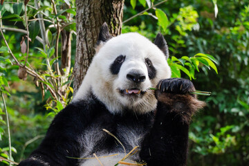 Giant panda in Chengdu China at the research base © Michael