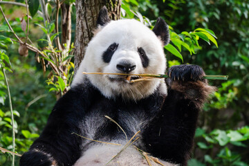 Giant panda in Chengdu China at the research base © Michael