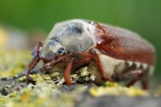 Closeup on a Maybug or May chafer, Melolontha melolontha sitting on wood