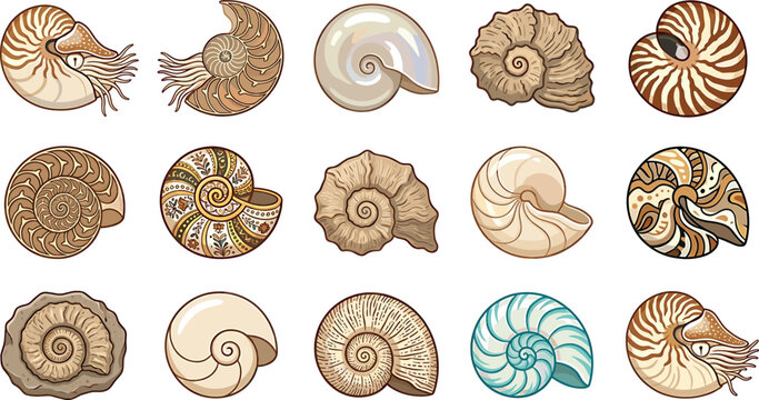 Nautilus shell and ammonite fossil vector set featuring detailed marine mollusks spiral seashells and prehistoric ocean icons