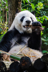 Giant panda in Chengdu China at the research base © Michael